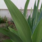 Iris aphylla Leaf