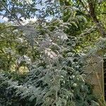 Rubus thibetanus Hoja