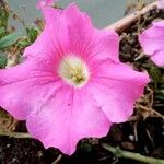 Petunia × atkinsiana Квітка