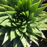 Aloe polyphylla Blad