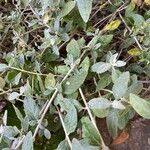 Teucrium fruticansЛіст