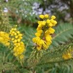 Berberis fortunei Flor