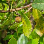 Arbutus andrachne Fruit