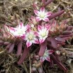 Sedum rubens Flor