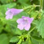 Clinopodium grandiflorum Blüte