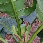 Mitragyna stipulosa Blatt
