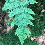 Dryopteris aemula Blad