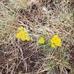 Lomatium triternatum Λουλούδι