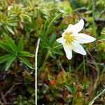 Gagea serotina Flower