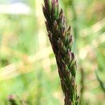 Poa cenisia Fruchs