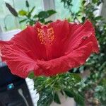 Hibiscus fragilis Blodyn