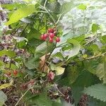Solanum dulcamara Fruit