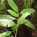 Calophyllum brasiliense Folio