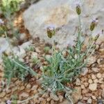 Chardinia orientalis Otro