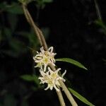 Marsdenia trivirgulata Flower