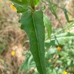 Picris hieracioides Leaf