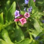 Echium stenosiphon ᱵᱟᱦᱟ