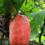 Atractogyne bracteata Fruto
