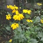 Rudbeckia nitida Hábito