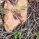 Hippocrepis ciliata Leaf