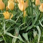 Tulipa linifolia Hábitos