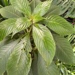 Aphelandra sinclairiana Leaf