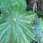 Begonia obliqua Folla