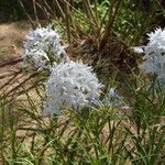 Amsonia grandiflora Kvet