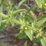 Sideritis montana Fula