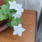 Campanula isophylla Fula