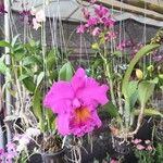 Cattleya labiata Flor