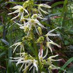 Echinocystis lobata Flower