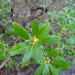 Rhododendron dauricum Характер