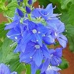 Veronica austriaca Flower