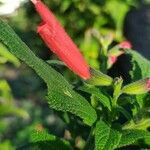 Salvia haenkei Blüte