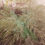 Artemisia marschalliana Habit