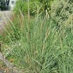 Pennisetum macrourum Levél