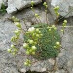 Saxifraga squarrosa Floare