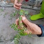 Phyllanthus urinaria Blad