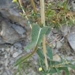 Lactuca virosa Leaf