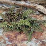 Asplenium foreziense Costuma