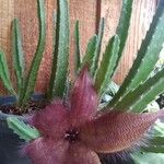 Stapelia hirsutaЦветок