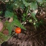 Solanum triquetrum Плод