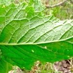 Sinapis arvensis Likasa