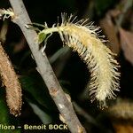 Salix pedicellata Frutto