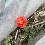 Portulaca pilosa Flower