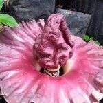 Amorphophallus paeoniifolius 花