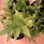 Pteris fauriei Листок