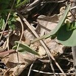 Coronilla scorpioides Лист