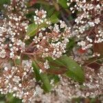 Photinia serratifoliaKvět